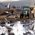 Gavage des grues. האכלת בוקר של עגורי החולה